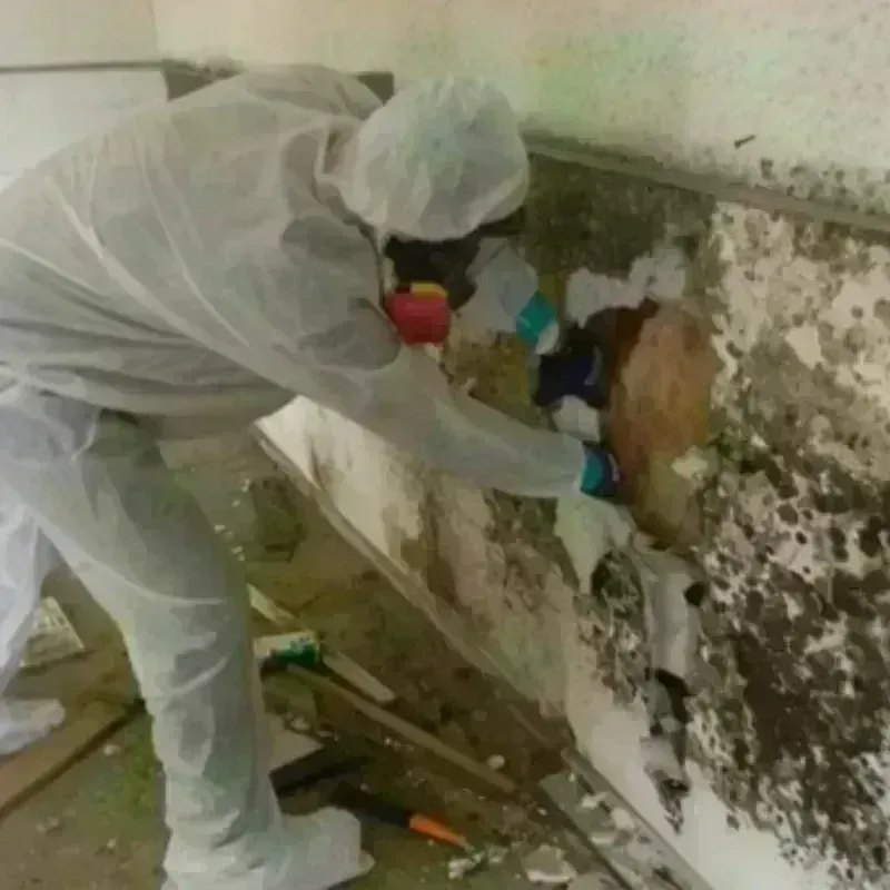 Mold Remediation and Removal in Naguabo, PR